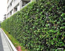 今オススメ お庭を包む生垣樹種 lovegreen ラブグリーン 生垣 ってこの世界にいると普通の言葉ですが 実際に目にしていても言葉は案外 浸透していないのですね 生垣 ガーデン デザイン エクステリア