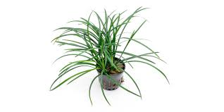 Image result for Ophiopogon
