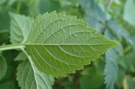 Image result for Cantinoa