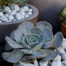 Image result for Mehikasvi