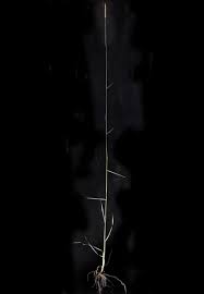 Image result for Setaria pseudaristata