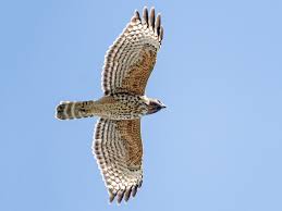 Check spelling or type a new query. Red Shouldered Hawk Ebird