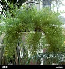 Image result for Asparagus pendulus