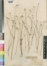 Image result for Achyropsis