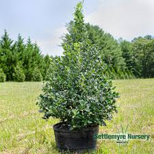 How To Grow And Care For 'Blue Princess' Holly
