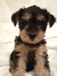 Black And Brown Yorkie Mix 