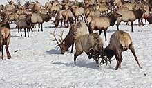 The chronicles of narnia animals. Elk Wikipedia