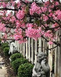Pink Dawn Viburnum In My Parents Garden Tis The Season For Evening Garden Tours Coffee Or Cocktail In Hand I Ve Go Garden Tours Pink Garden Viburnum