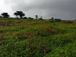 Image result for Pentanema indicum