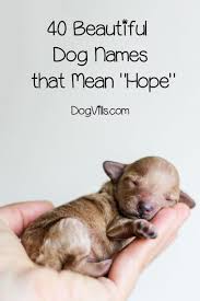 40 Beautiful Dog Names That Mean Hope Http Www Dogvills Com Dog Names Unique Cute Names For Dogs Female Dog Names