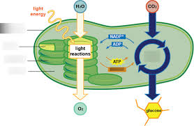 During the process of photosynthesis, plants capture light energy and use it to convert water, carbon dioxide, and minerals into oxygen (released into the air) and glucose (stored in the. Chapter 8 3 Photosynthesis Diagram Quizlet