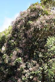 Image result for Nuxia