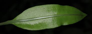 Image result for Elaphoglossum tanganjicense