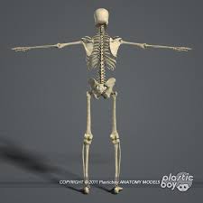 Complete Male Anatomy 3d Model In 2020 Female Anatomy Human Anatomy Model Anatomy