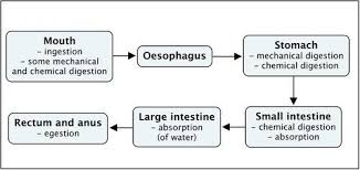 That's where kitchen sink plumbing tips come to the rescue. The Digestive System Systems In The Human Body Siyavula