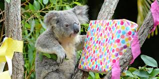 Experiences At Australia Zoo Things To Do On The Sunshine Coast