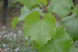 Check spelling or type a new query. Grape Leaves And Vine Shoots Feedipedia
