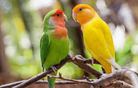 Lovebird Personality And Intelligence Food Diet Care And Facts In 2020 African Grey Parrot Parrot African Grey