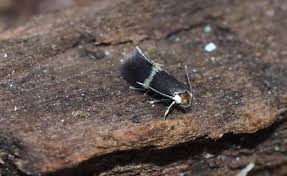 Image result for Stigmella alnetella