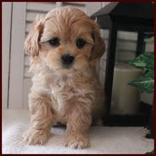 It can be a maltese father or a bichon father and a shih tzu mother. Shichon Poo Aka Daisy Dog Puppies For Sale Mixed Breed For Sale Iowa Mixed Breed Puppies Daisy Dog Shih Poo Puppies