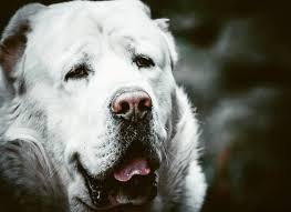 Alabai Alabay Turkmen Coban Kopegi Ovarchka Shepherd Dog Alabai Dog Dogs
