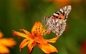 Many orange flowers like the birds of paradise are chosen to add a tropical touch in parties and another favorite of gardeners is the butterfly weed. Wallpaper Orange Flowers And Butterfly 1920x1200 Hd Picture Image