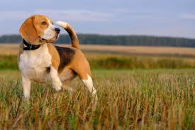 St cloud, mn (stc) upper peninsula, mi (yup). Hunting Dog Profile The Adorable And Athletic Beagle Gearjunkie