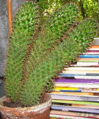 Desantis' declaration of a state of emergency allocated more resources for response and recovery. Why Is My Cactus Drooping Or Falling Over Terrarium Planting Guide