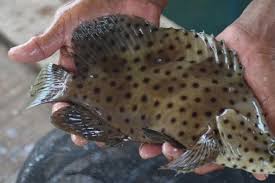 Ikan kerapu bara merupakan ikan badan tebal dengan bonggol di bahagian kepala. Eksposkaltim Ikan Kerapu Bontang Miliki Nilai Ekspor Tinggi