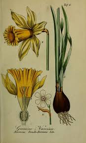 Narcissus 1854 By Eduard Winkler A German Botanist Specializing In Poisonous And Medicinal Plants Botanical Drawings Botanical Art Botanical Illustration