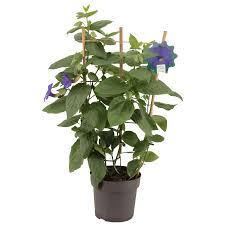 Image result for Thunbergia battiscombei