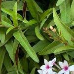 Image result for Ruspolia seticalyx