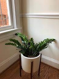 The zz plant is an unusual aroid from zanzibar and tanzania in eastern africa. Houseplants Forum Drooping Zz Plant Garden Org