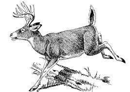 Coloring Page Deer Free Printable Coloring Pages Img 16642