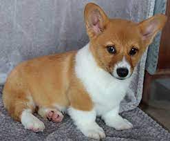 Ultimate destination of teacup corgi puppies for sale near me, the pembroke welsh corgi is a welcome to premium corgi pups home for the care they need & love they deserve +1 512 634 8812. Buy Welsh Corgi Puppies Buy Puppies In Tucson With The Paw Palace