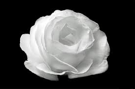White Rose On The Black Background Free Stock Photo - Public ...