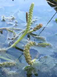 Image result for Potamogeton
