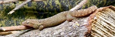 1 ikat sayur genjer, 15 cabe rawit. Lepidodactylus Lugubris Wikipedia