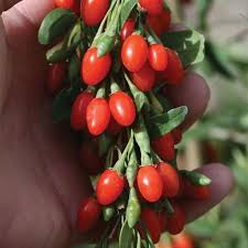 Culture Recolte Et Sechage Des Baies De Goji Baie De Goji Berry Etiquette Jardin
