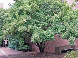 The flowers might be pink or white: 12 Great Patio Trees Hgtv
