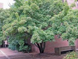 Small flowering trees zone 5 full sun. 12 Great Patio Trees Hgtv