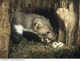 We did not find results for: Sta Su To Weasel Words U Engleskom Jeziku Ili Ko To Mlati Praznu Slamu Abc Amarilisonline