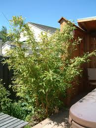 Rarely exceeding 10 feet in height and easily maintained at 8, the slender golden culms are perfect in a smaller garden. Bambusa Mulitplex Golden Goddess Golden Goddess Bamboo Plantmaster