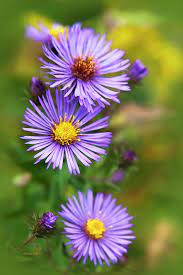 Wild Aster Trio Art Print By Christina Rollo In 2021 Aster Flower Tattoos Aster Flower September Birth Flower