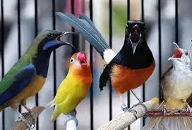Kicauan burung flamboyan lagu mp3 download from mp3 lagu mp3. Download Variasi Suara Burung Gacor Di Alam Bebas Untuk Terapi