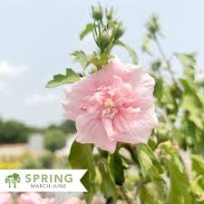 Image result for Hibiscus syriacus ´Pink Chiffon