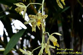 Image result for Microcoelia megalorrhiza