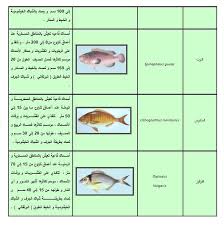صور من دليل الأسماك الليبية 3 Friendly Traditional Food Food Market