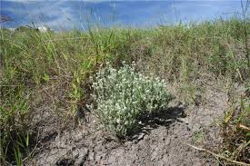 Image result for Helichrysum candolleanum