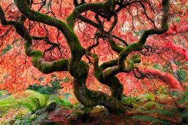 Japanese maples are deer resistant, deciduous trees. Growing Japanese Maples New Zealand Handyman Magazine